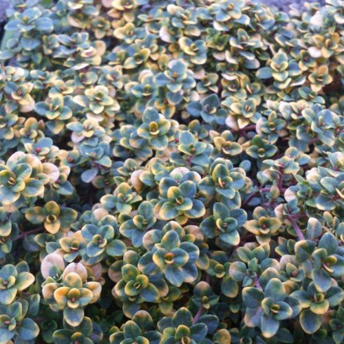 Thymus citriodorus 'Sambesi' - Sidrun-liivatee 'Sambesi'